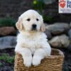Image of Pudgey, a Golden Retriever puppy