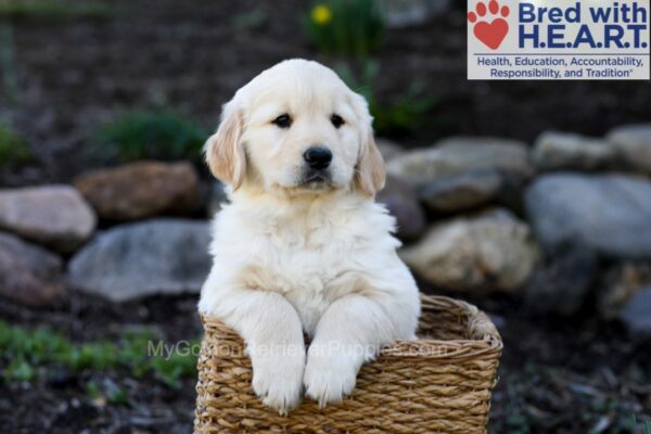 Image of Pudgey, a Golden Retriever puppy