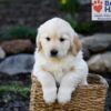 Image of Pudgey, a Golden Retriever puppy