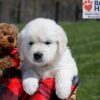 Image of Uncle, a Golden Retriever puppy