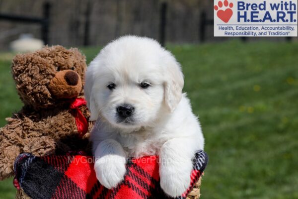 Image of Uncle, a Golden Retriever puppy