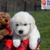 Image of Uncle, a Golden Retriever puppy