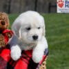 Image of Uncle, a Golden Retriever puppy