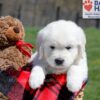 Image of Uncle, a Golden Retriever puppy