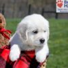 Image of Uncle, a Golden Retriever puppy