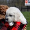 Image of Uncle, a Golden Retriever puppy
