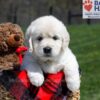 Image of Unity, a Golden Retriever puppy