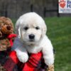 Image of Unity, a Golden Retriever puppy