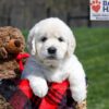 Image of Unity, a Golden Retriever puppy