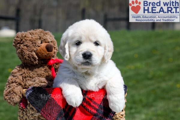 Image of Unity, a Golden Retriever puppy