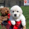Image of Unity, a Golden Retriever puppy