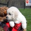 Image of Unity, a Golden Retriever puppy