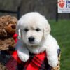 Image of Unity, a Golden Retriever puppy