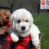 Image of Unity, a Golden Retriever puppy