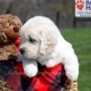 Image of Unity, a Golden Retriever puppy