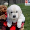 Image of Upton, a Golden Retriever puppy