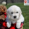 Image of Upton, a Golden Retriever puppy