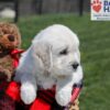 Image of Upton, a Golden Retriever puppy