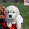 Image of Upton, a Golden Retriever puppy