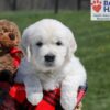 Image of Upton, a Golden Retriever puppy