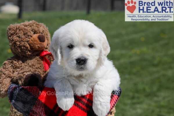 Image of Upton, a Golden Retriever puppy