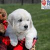 Image of Upton, a Golden Retriever puppy