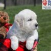 Image of Upton, a Golden Retriever puppy