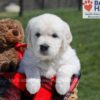 Image of Upton, a Golden Retriever puppy