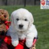 Image of Upton, a Golden Retriever puppy