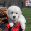 Image of Urban, a Golden Retriever puppy