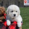 Image of Urban, a Golden Retriever puppy