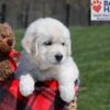 Image of Urban, a Golden Retriever puppy