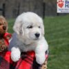 Image of Urban, a Golden Retriever puppy