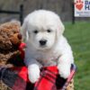 Image of Urban, a Golden Retriever puppy
