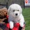Image of Urban, a Golden Retriever puppy