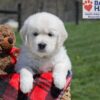 Image of Urban, a Golden Retriever puppy