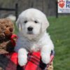 Image of Urban, a Golden Retriever puppy