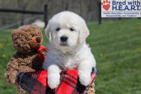 Image of Urban, a Golden Retriever puppy