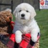 Image of Urban, a Golden Retriever puppy