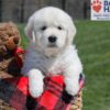 Image of Urban, a Golden Retriever puppy