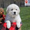 Image of Urban, a Golden Retriever puppy