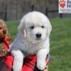 Image of Urban, a Golden Retriever puppy