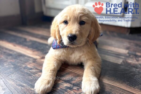 Image of Kennedy (trained), a Golden Retriever puppy