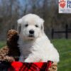 Image of Ulysses, a Golden Retriever puppy