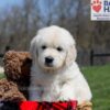 Image of Ulysses, a Golden Retriever puppy