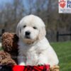 Image of Ulysses, a Golden Retriever puppy