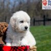 Image of Ulysses, a Golden Retriever puppy