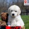 Image of Ulysses, a Golden Retriever puppy