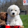 Image of Ulysses, a Golden Retriever puppy