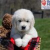 Image of Ulysses, a Golden Retriever puppy